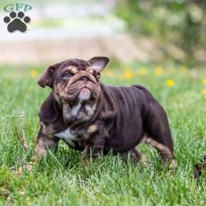 Chanel Cocoa, English Bulldog Puppy